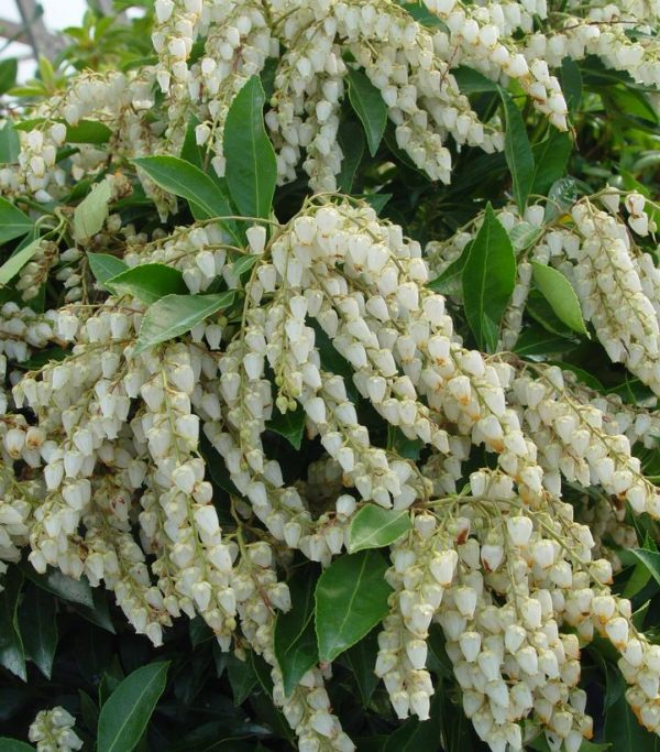 PIERIS X `AVALANCHE`