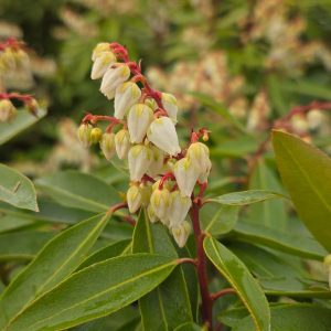 PIERIS X `BROUWER`S BEAUTY`