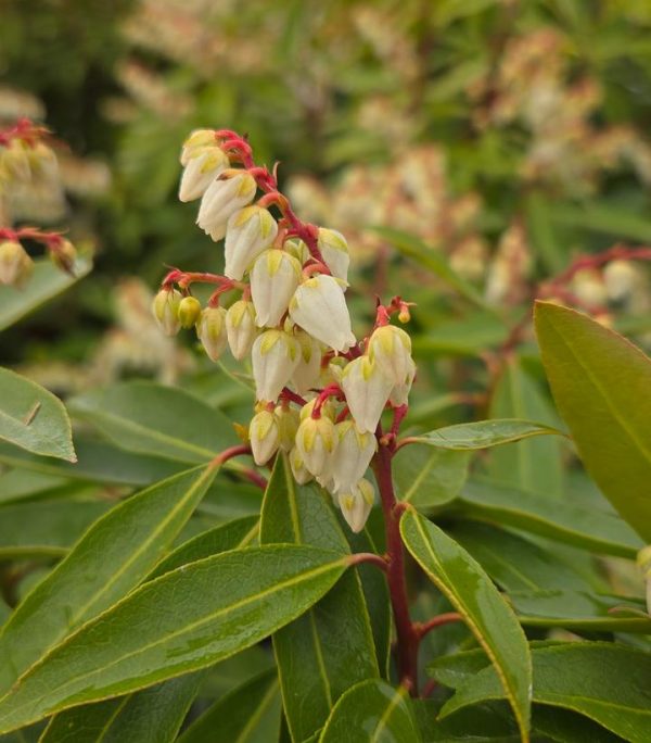 PIERIS X `BROUWER`S BEAUTY`
