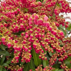 PIERIS JAPONICA `PASSION`