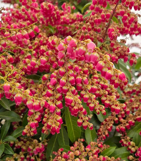 PIERIS JAPONICA `PASSION`