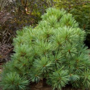 PINUS STROBUS `BLUE SHAG`