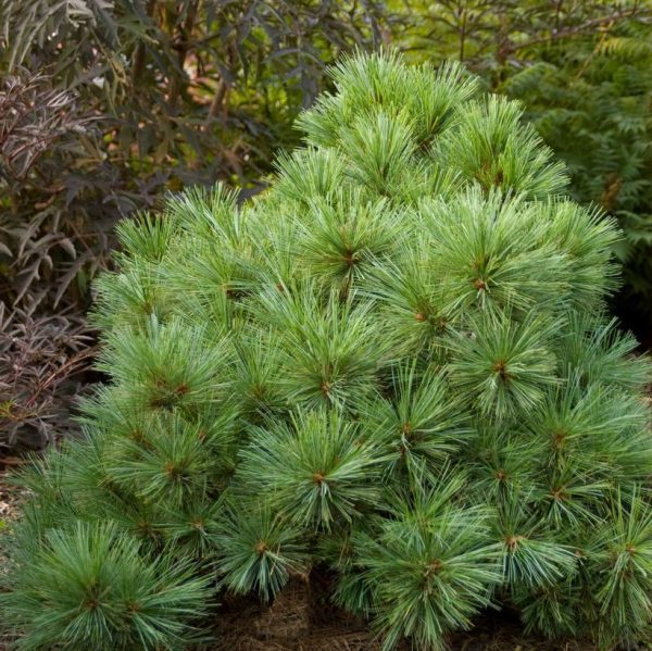 PINUS STROBUS `BLUE SHAG`