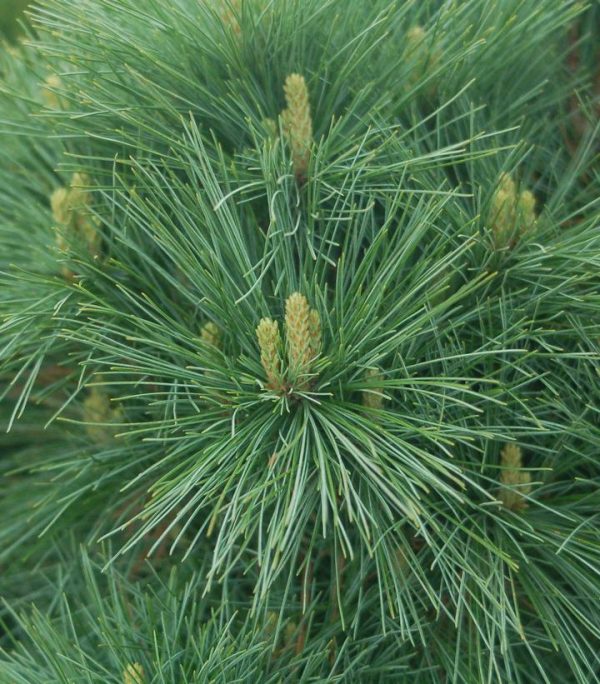 PINUS STROBUS `CONNECTICUT SLATE`