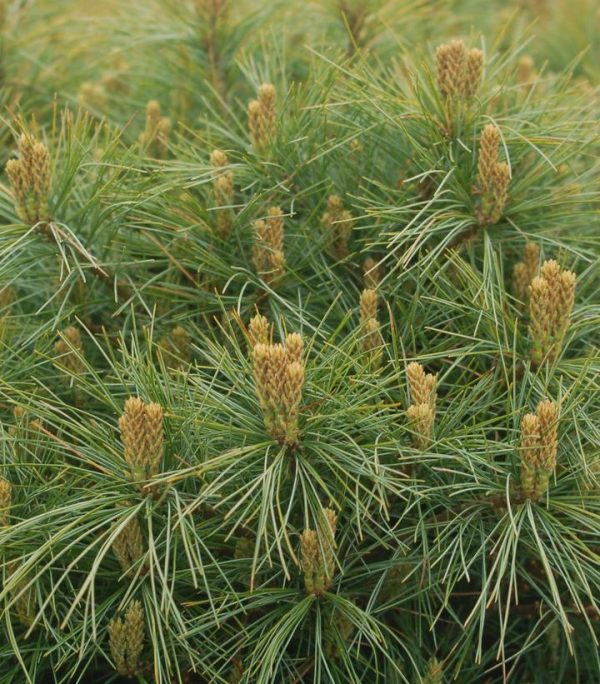 PINUS STROBUS `SOFT TOUCH`