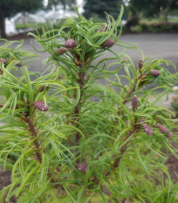 PINUS STROBUS `TORULOSA`