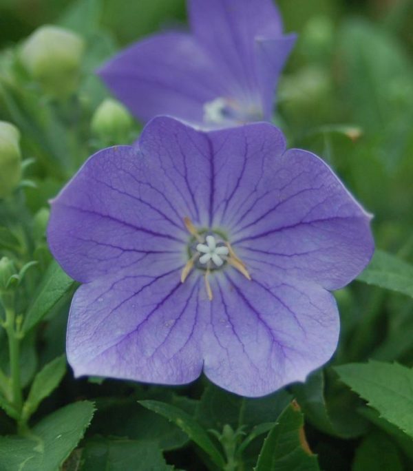 PLATYCODON GRANDIFLORUS `SENTIMENTAL BLUE`