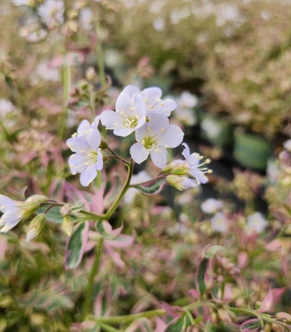 POLEMONIUM R. `STAIRWAY TO HEAVEN`