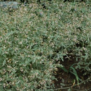 POLEMONIUM `TOUCH OF CLASS`