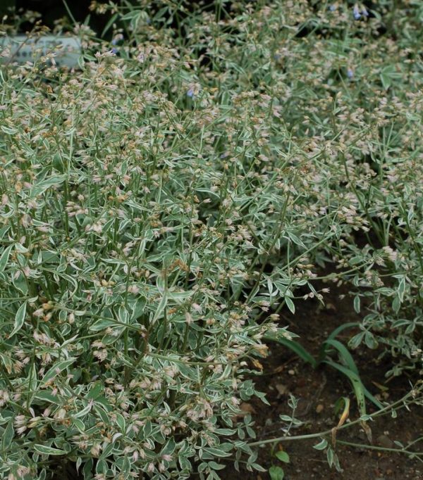 POLEMONIUM `TOUCH OF CLASS`