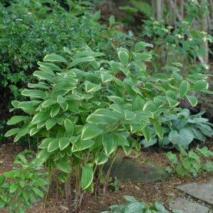 POLYGONATUM ODORATUM `VARIEGATUM`