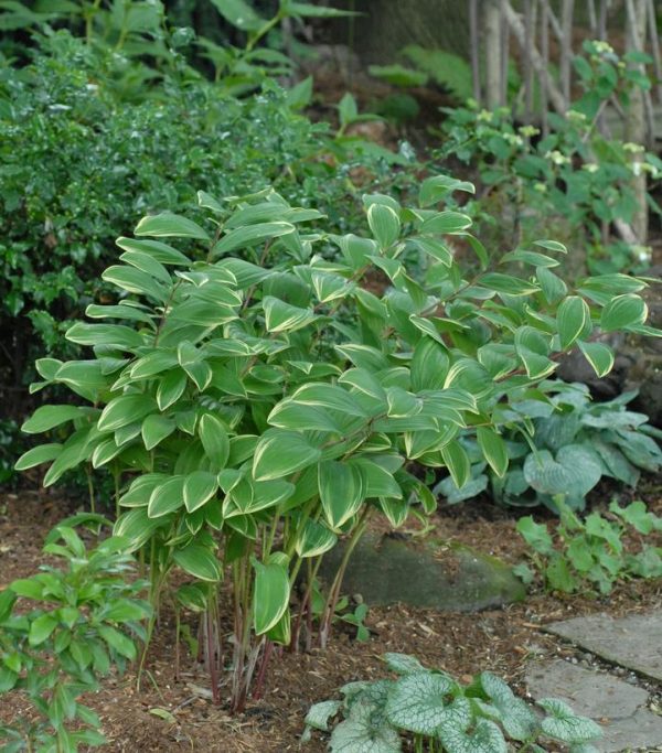 POLYGONATUM ODORATUM `VARIEGATUM`