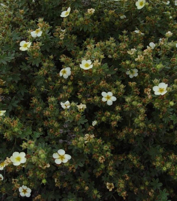 POTENTILLA FR. `ABBOTTSWOOD`