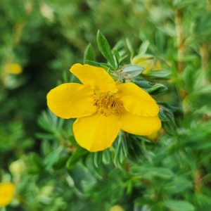 POTENTILLA FR. `GOLD FINGER`