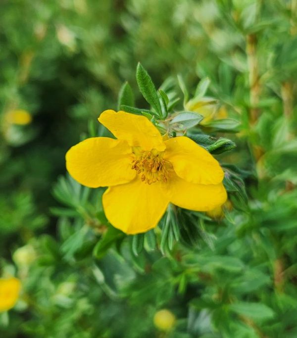 POTENTILLA FR. `GOLD FINGER`