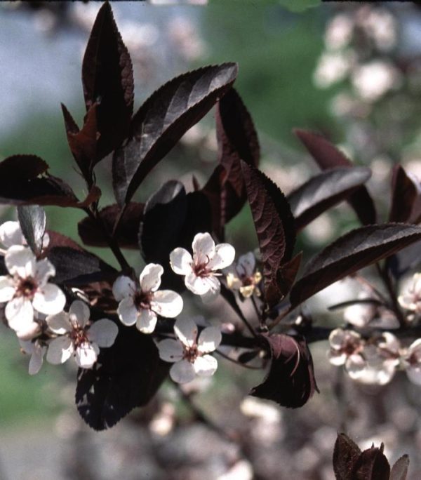 PRUNUS CISTENA