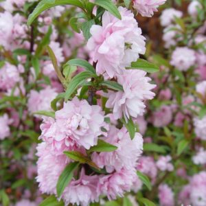 PRUNUS GLANDULOSA `ROSEA`