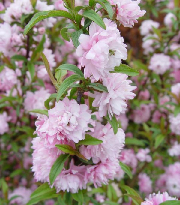 PRUNUS GLANDULOSA `ROSEA`