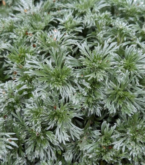 ARTEMISIA SCHMIDTIANA `SILVERMOUND`