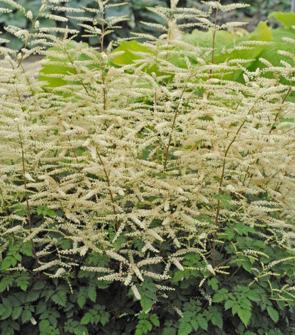 ARUNCUS X `MISTY LACE`