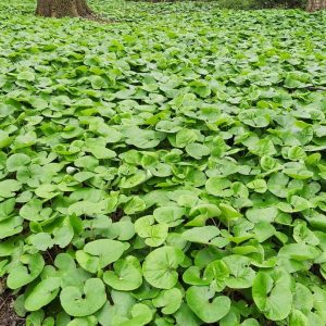 ASARUM CANADENSE