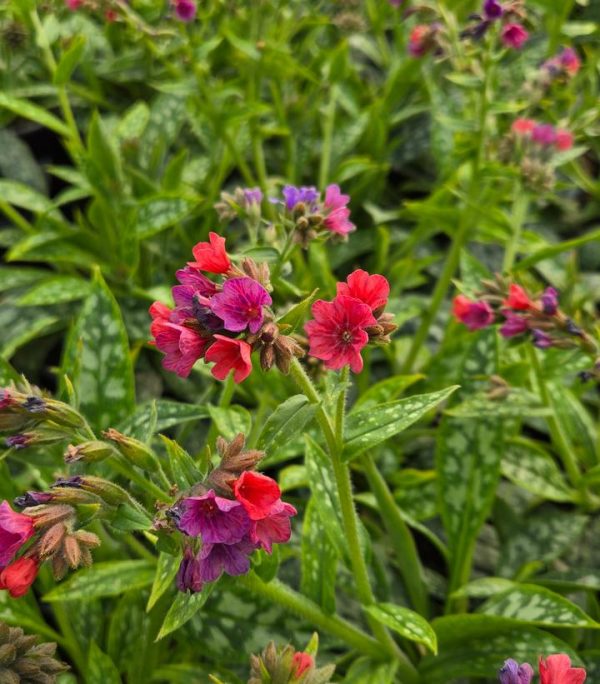 PULMONARIA `RASPBERRY SPLASH`