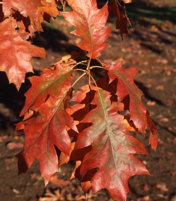 QUERCUS RUBRA