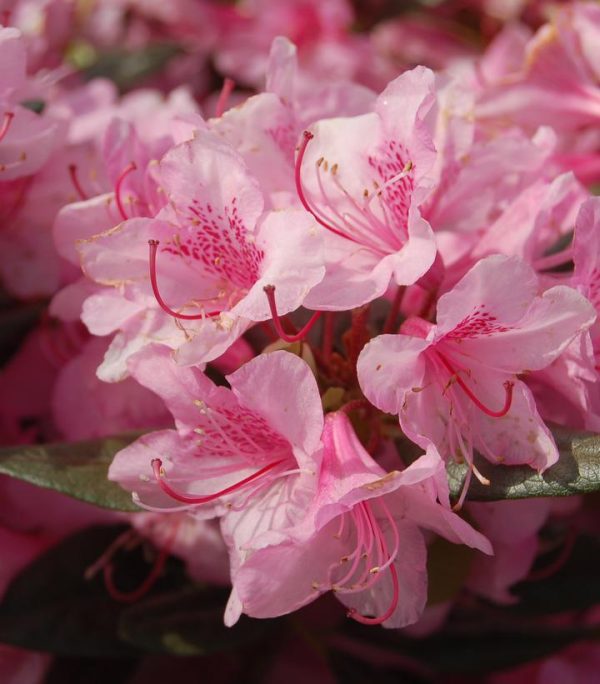 RHODODENDRON X `AGLO`