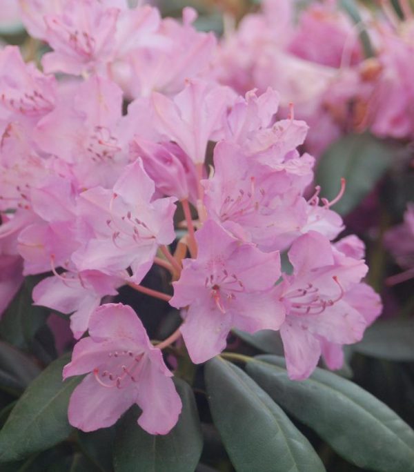RHODODENDRON CAT. `ENGLISH ROSEUM`