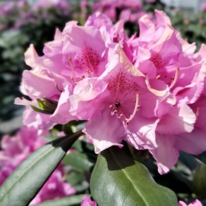 RHODODENDRON CAT. `ROSEUM ELEGANS`