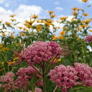 ASCLEPIAS INCARNATA