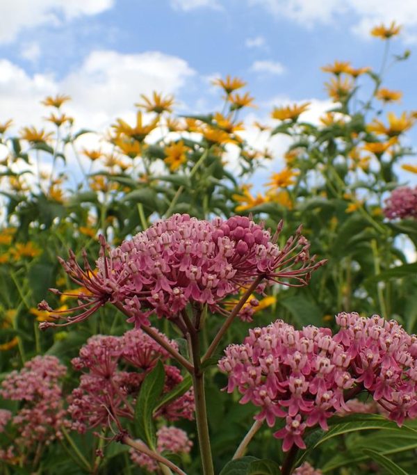 ASCLEPIAS INCARNATA