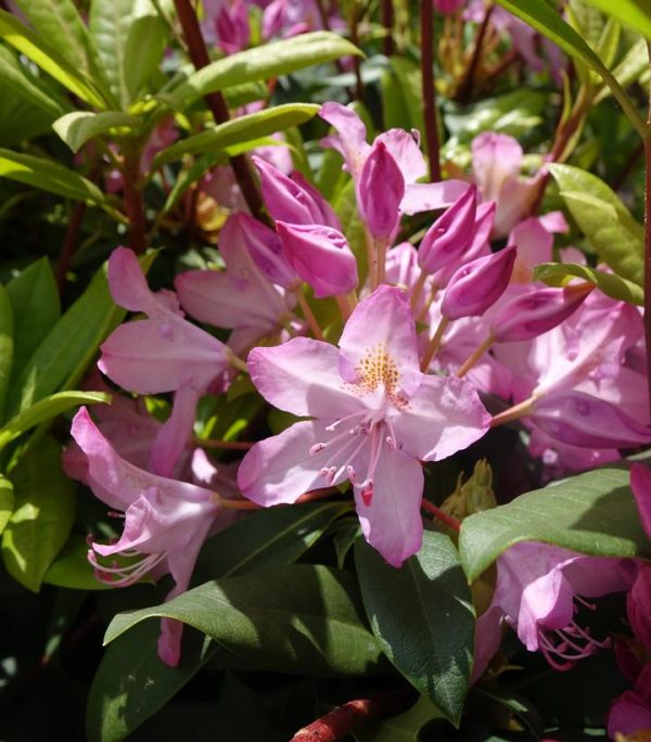 RHODODENDRON MAXIMUM `INDEPENDENCE`