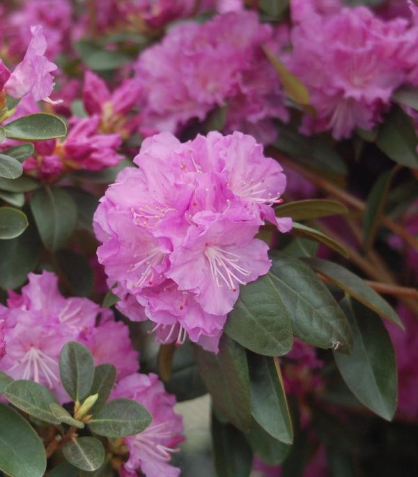 RHODODENDRON X `PJM ELITE`
