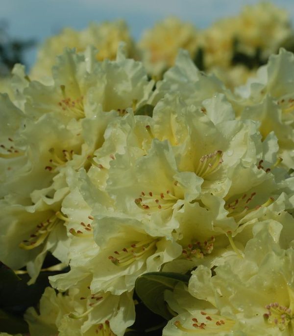 RHODODENDRON `CAPISTRANO`