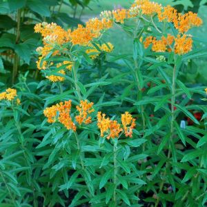 ASCLEPIAS TUBEROSA