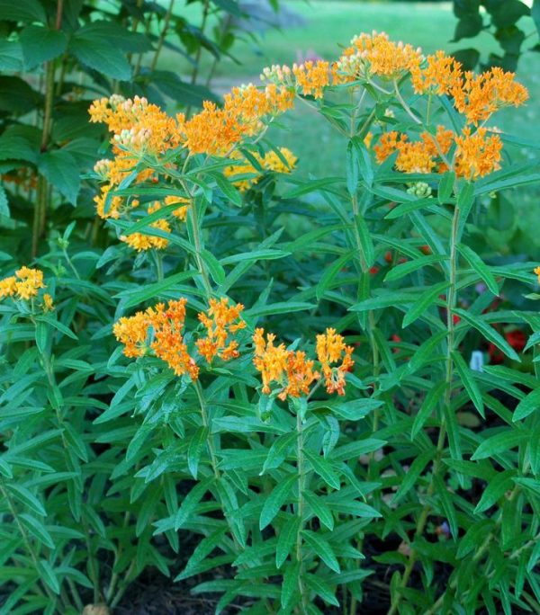 ASCLEPIAS TUBEROSA