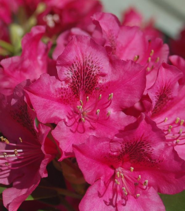 RHODODENDRON CAT. `NOVA ZEMBLA`