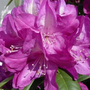 RHODODENDRON `MINNETONKA`