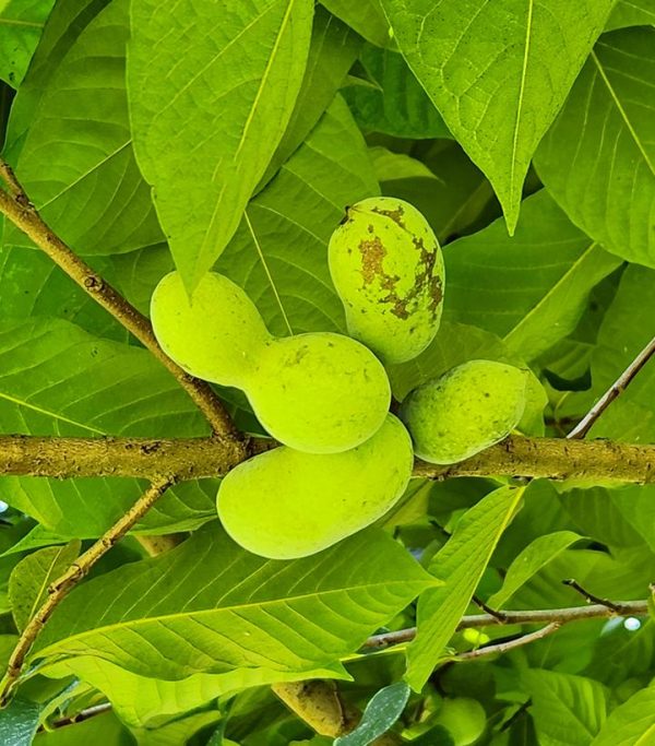 ASIMINA TRILOBA (PAW PAW)