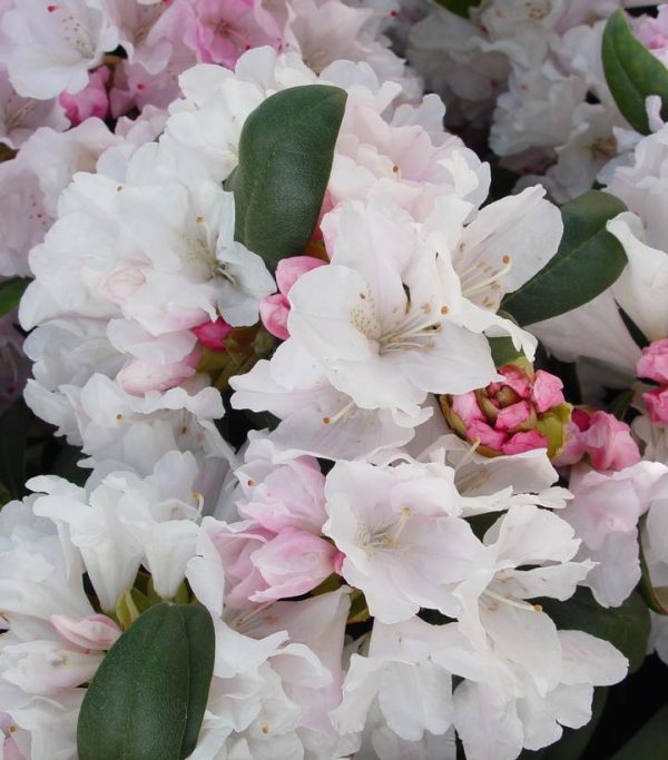 RHODODENDRON YAK. `PRINCESS`