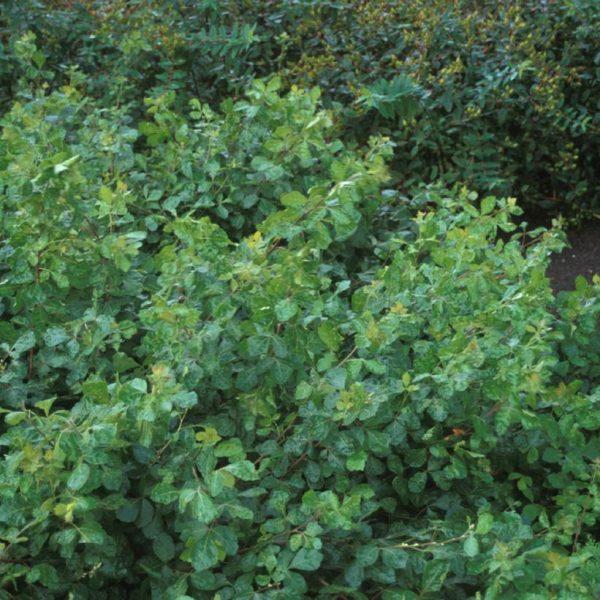 RHUS AROMATICA `GRO-LOW`