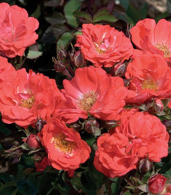 ROSA `DRIFT CORAL`
