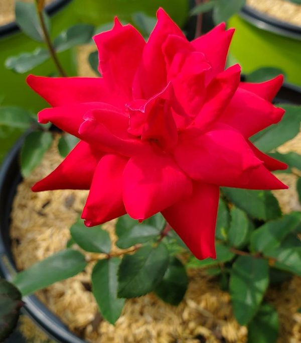 ROSA `DOUBLE KNOCK OUT - TREE 24