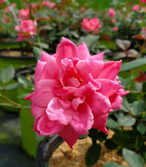 ROSA `DOUBLE PINK KNOCK OUT`