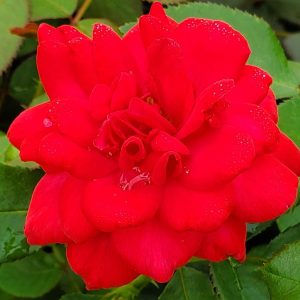 ROSA EE `SUPER HERO`