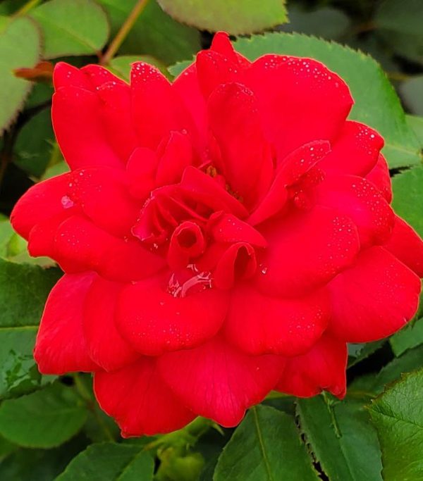 ROSA EE `SUPER HERO`