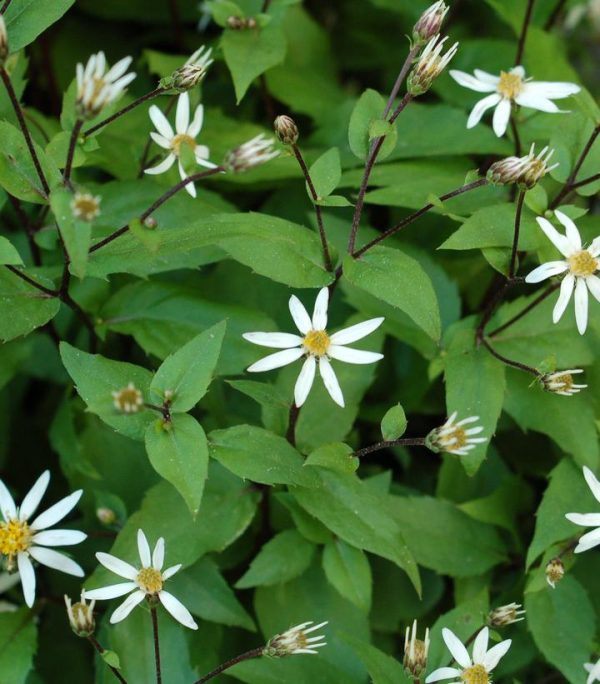 ASTER DIVARICATUS