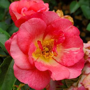 ROSA EE `SUNRISE SUNSET`