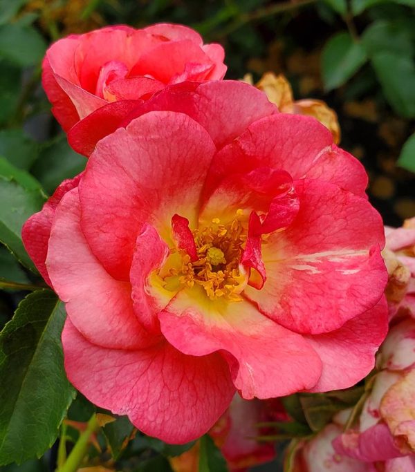 ROSA EE `SUNRISE SUNSET`